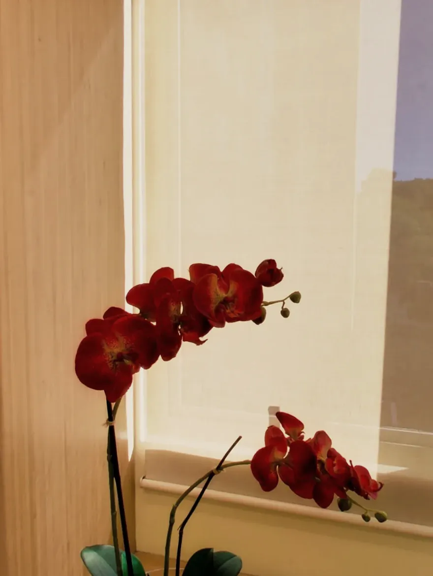 Orquídea vermelha junto à janela, com luz filtrada pela cortina